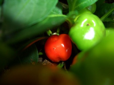 11_chili.jpg