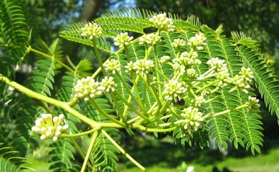 IMG_7505 Albizia julibrissin Blütenknospen.JPG