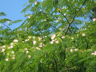 IMG_7502 Albizia julibrissin Blüten.JPG
