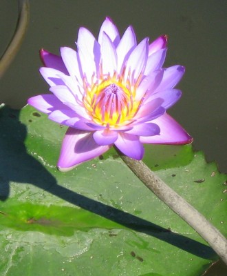 IMG_7480 Lotusblüte 2.JPG