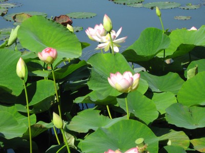 IMG_7474 Lotusblüten.JPG