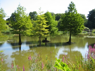 IMG_7466 Mangroven 2.JPG