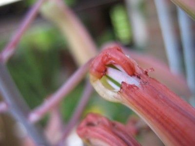 IMG_7536 Aloe aristata.JPG