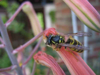 IMG_7538 Aloe aristata Wespe.JPG