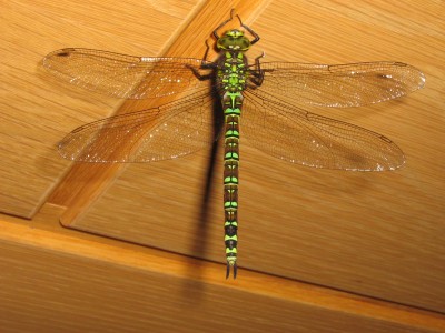 IMG_7611 Libelle.JPG