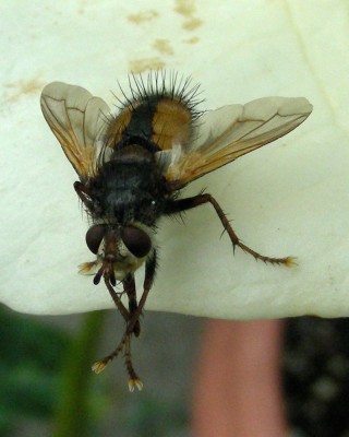 dicke Fliege  3 w.jpg