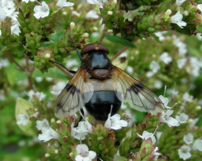 dicke Fliege  2 w.jpg