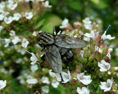 dicke Fliege 1 w.jpg