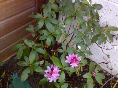 Rhododendro 1.JPG