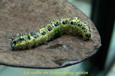 wollte ein Kohlweißling werden w.jpg
