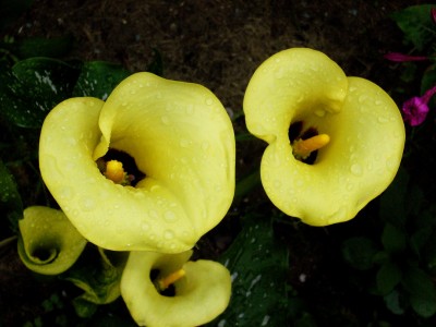 Calla Regen 004.jpg