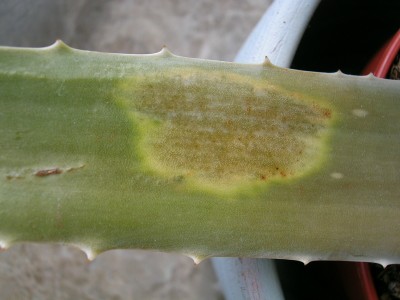 Pflanzen0058.JPG