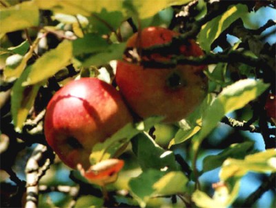 Apfelbaum Früchte3.jpg
