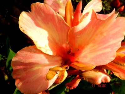 DSC01739.JPG