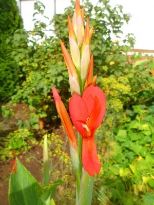 DSC01735.JPG