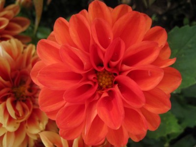 tn_Blumen neu 006.JPG