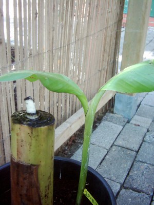 Pflanzen Frühjahr 2008 004.jpg