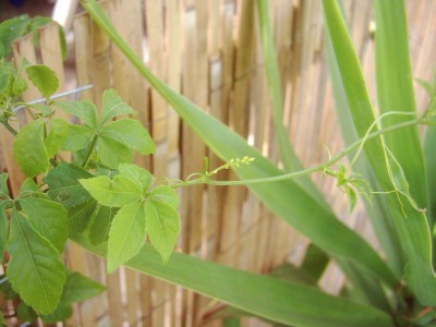 Blumen01 051.jpg