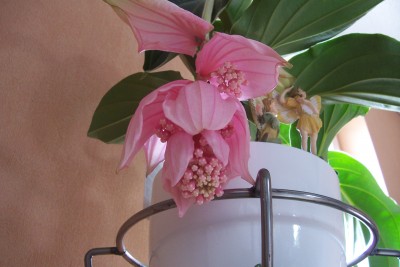 100_4600.JPG