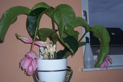 100_4611.JPG