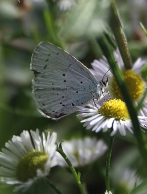 schmetterlingblau.jpg