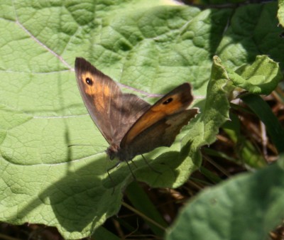 schmetterling.jpg