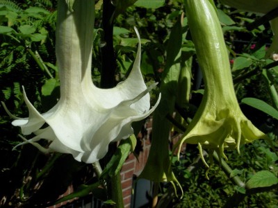 doppeltes Röckchen w.jpg