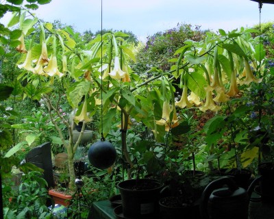 CG in voller Größe w.jpg