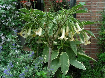 Maya im Vorgarten w.jpg