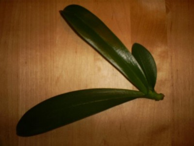 einzelnes Blatt.JPG