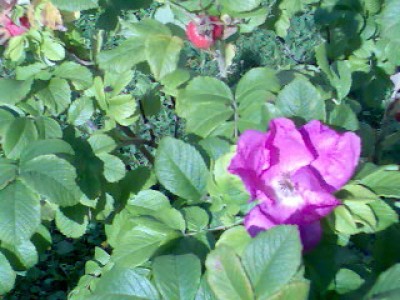 Fotos 003.jpg
