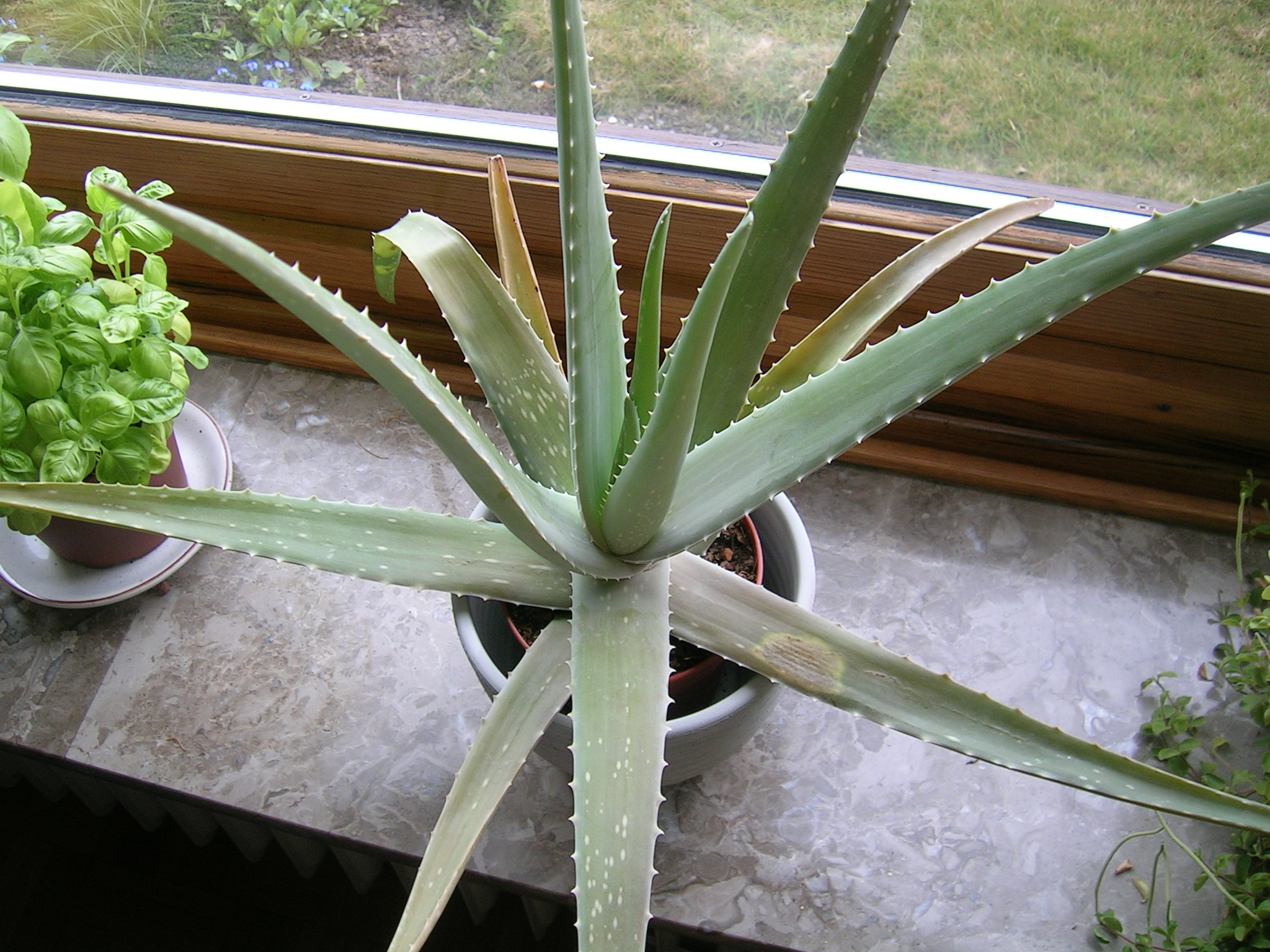 Aloe Vera - komischer Fleck  Pflanzenkrankheiten & Schdlinge  GREEN24  Pflanzen & Garten Forum