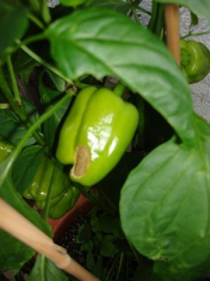 paprika_krank.JPG