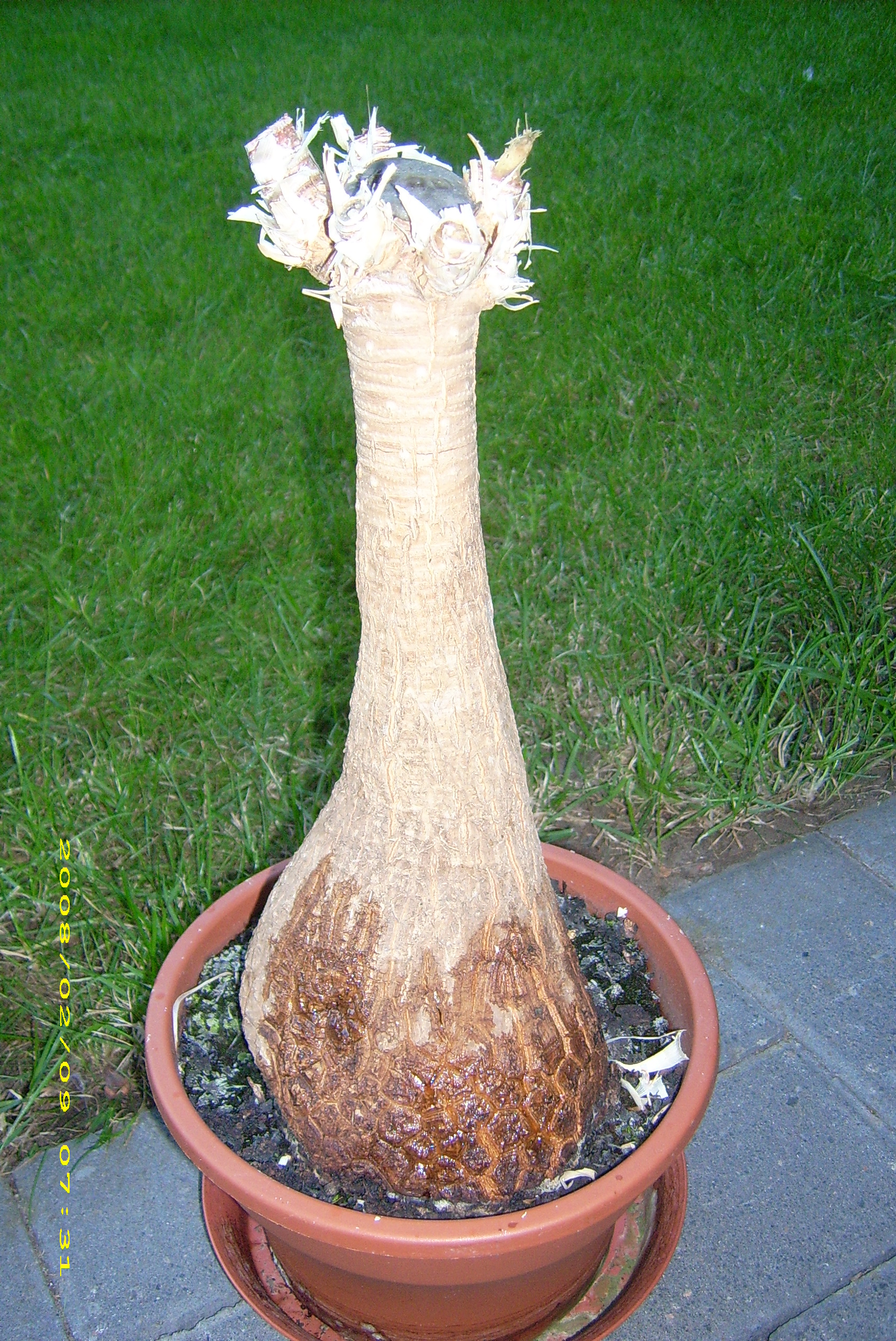 fensterblatt online kaufen Monstera Deliciosa Tauerii 80cm  Kompaktes Fensterblatt