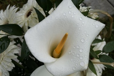Calla2.JPG