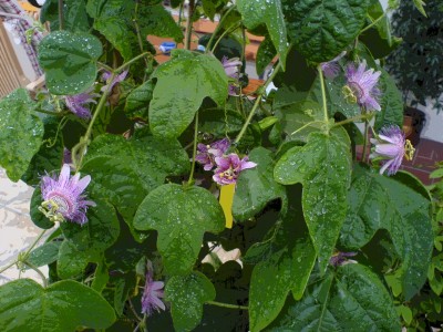 P. menispermifolia rosea.jpg