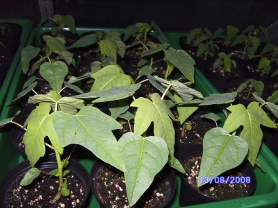 papaya.jpg