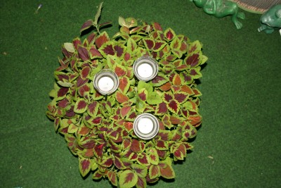 buntnesselmischung.jpg