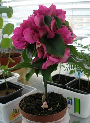 bougainvillea.jpg