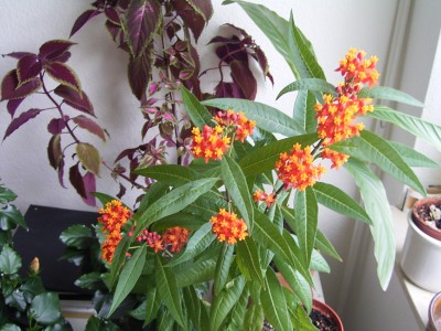 RIMG0127.JPG