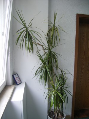 RIMG0011.JPG