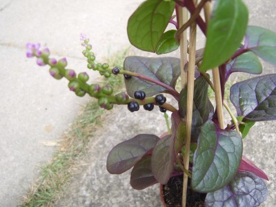 Blüten und Samenkapseln.JPG