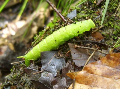 Abendpfauenaugenraupe - Kopie.JPG