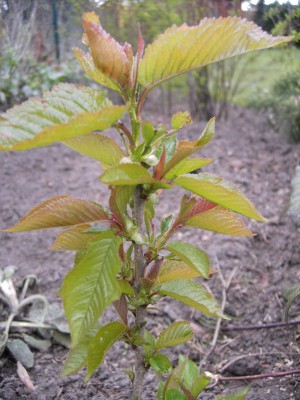 PICT0596.JPG