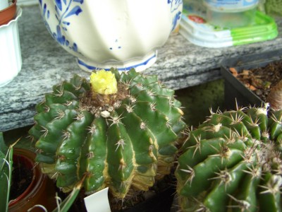 Balkon  14.8.08 005.jpg