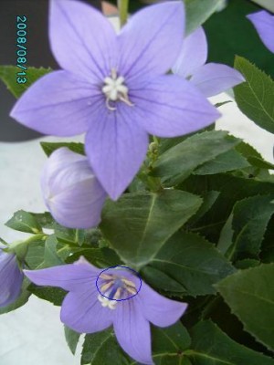 PICT0130.JPG