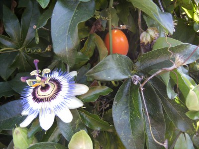 Climatis5.JPG