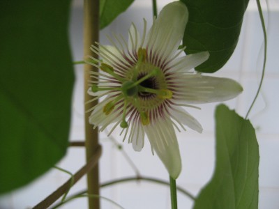 morifolia blüte.JPG