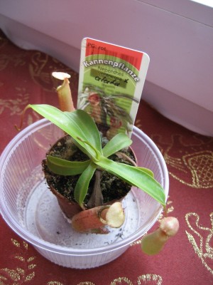 kannenpflanze.JPG