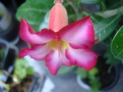 Adenium obesum.JPG